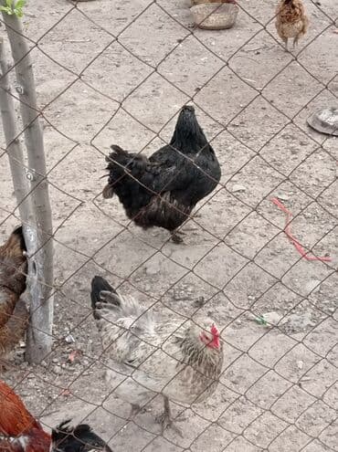 машины на продажу бишкек: Продаю | Куры | Домашняя — 2