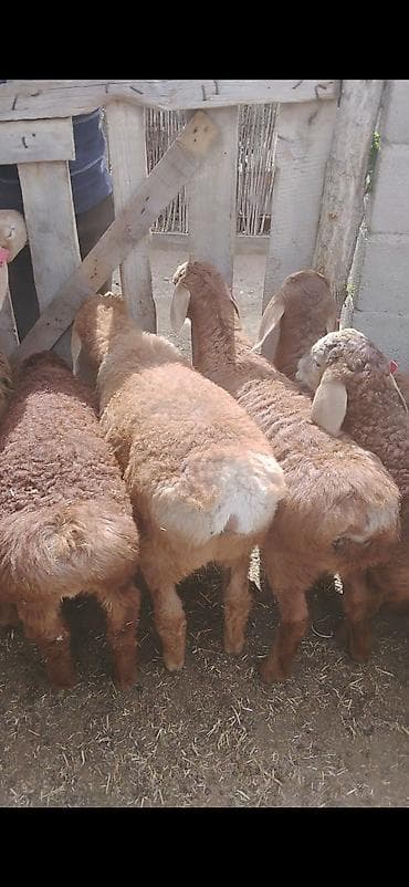 бенгальская кошка цена бишкек: Продаю | Ягненок | На забой | Племенные — 8