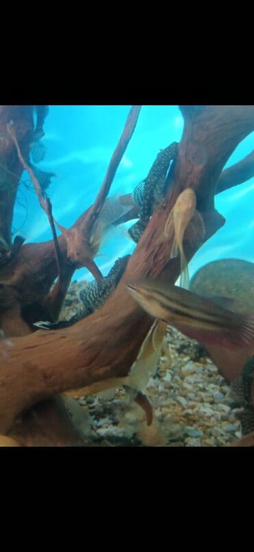 Продаю сома анцитруса 5 месяцев. вуаль чёрный-250с. Обычный чёрный