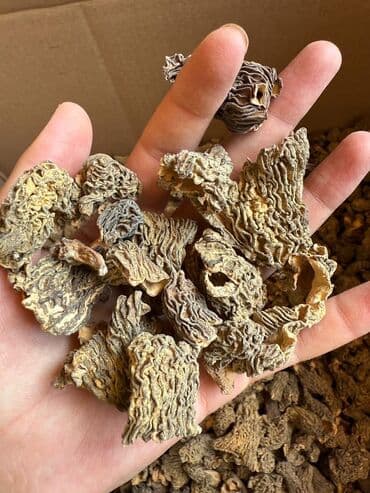 кашка суу форель фото: Грибы — 1