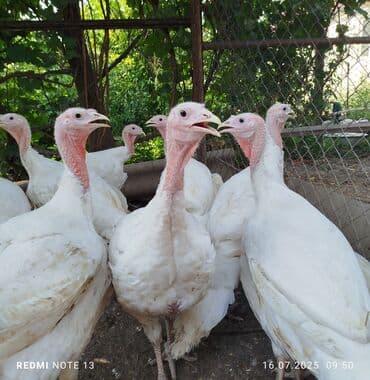 в связи с переездом отдам попугая жако в добрые руки: Читайте описание внимательно. 👆 У нас большой ассортимент мяса птицы👇 — 1
