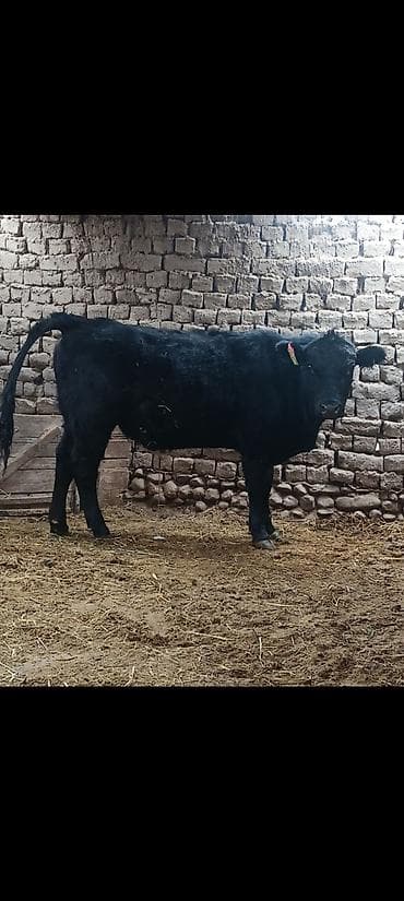 Услуги ветеринара: Продаю | Бык (самец) | На откорм — 3