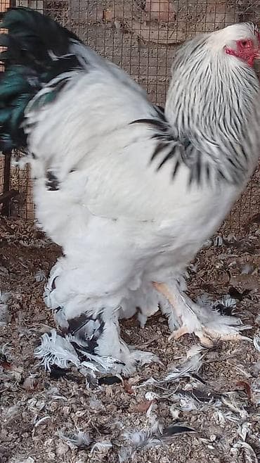 уй сан: Продаю | Петух | Брама | Для разведения — 4