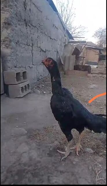 наполнители для кошек: Продаю | Куры | Бойцовая | Для разведения — 1