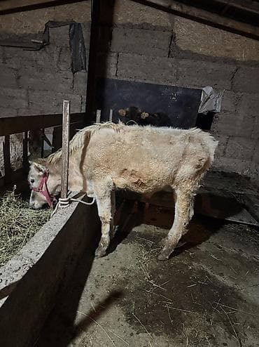 сазан живой: Продаю | Бык (самец) | Алатауская | Для разведения | Привязанные — 1