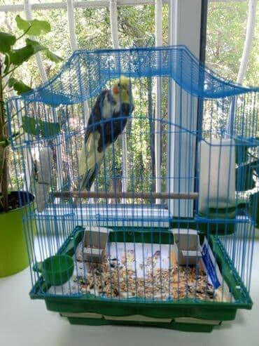 домик для птицы: Удобная клетка для птиц, выполненная в ярких цветах: синий верх и — 2