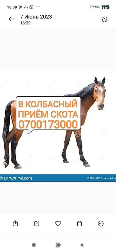 Куплю | Коровы, быки, Лошади, кони | Любое состояние, Забитый, Круглосуточно