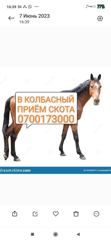 купить экзотических животных: Куплю | Коровы, быки, Лошади, кони | Круглосуточно, Любое состояние, Забитый — 1