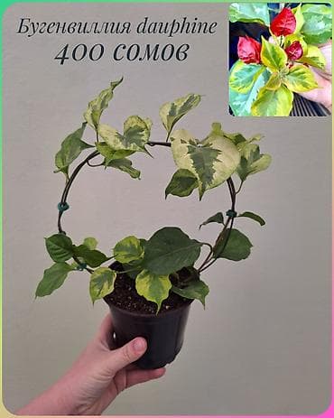 забыл: • Комнатные растения (укоренённые черенки/детки/молодые — 10