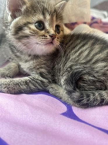 scottish fold: Котёнок тигровый табби - Порода/тип: короткошёрстный домашний — 9