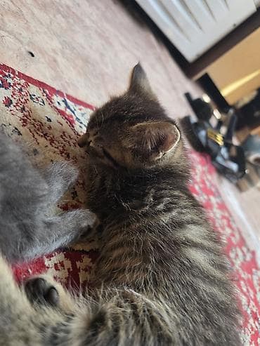 котята сфинкс: Отдам в хорошие руки Котята, помёт домашний. Несколько малышей разной — 5