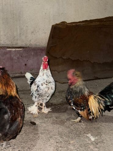 домик для животных: Продаю | Петух, Куры — 3