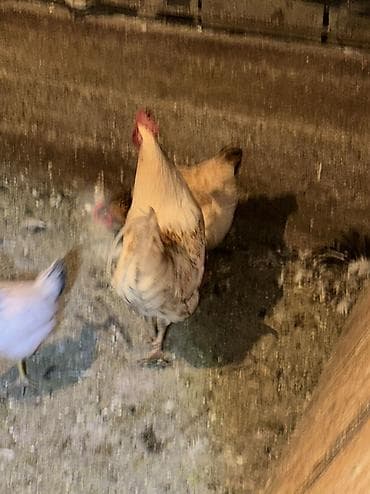 Грызуны: Продаю | Куры, Петух | Домашняя | На забой, Для разведения, Несушки — 8