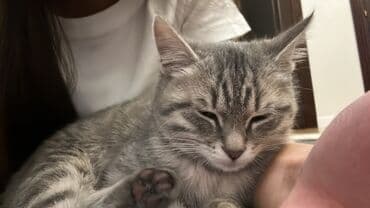 переноска для кота бишкек: Беспородная, 3 месяца, Девочка, Серый — 5