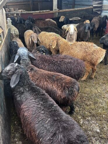 срочно в связи с переездом: Продаю | Баран (самец) | Для разведения | Кастрированные — 2