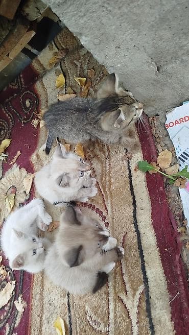 отдам щенка: Отдам котят бесплатно в хорошие руки — 3