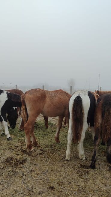 дом для животных: Продаю | Жеребец, Жеребенок — 5