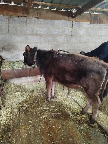 голиштин карова: Продаю | Тёлка | Алатауская | Для разведения | Отела не было — 6