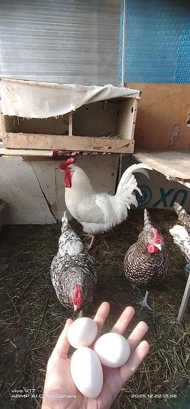 Аквариумдар: Сатам | Инкубацияланган жумурткалар | Көбөйтүү үчүн — 1