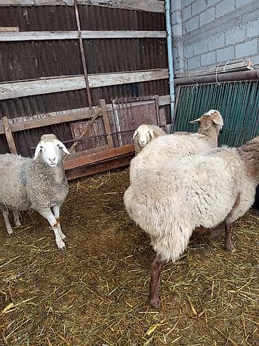 Аквариумы: Продаю | Овца (самка) | Полукровка | Для разведения | Матка — 2