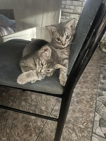 Котята серые табби, пара малышей с мягкой короткой шерстью и