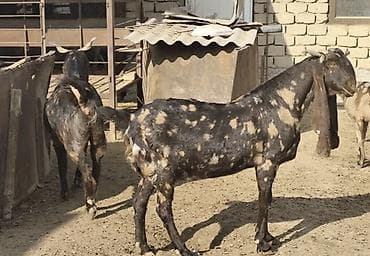 сиамская голубая кошка: Продаю | Коза (самка) | Камори | Для молока | Племенные — 3