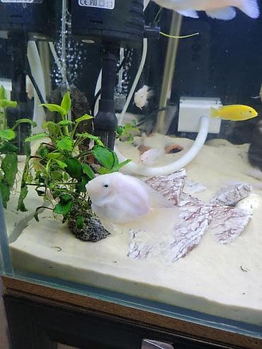 Цихлиды альбиносы для домашнего аквариума белый принцы и попугай