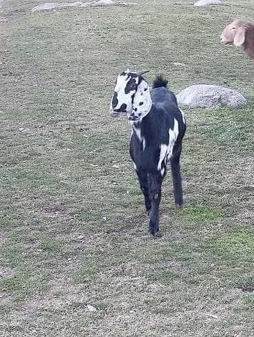 ат данчак: Продаю | Козлёнок | Битал | Для разведения | Племенные — 4