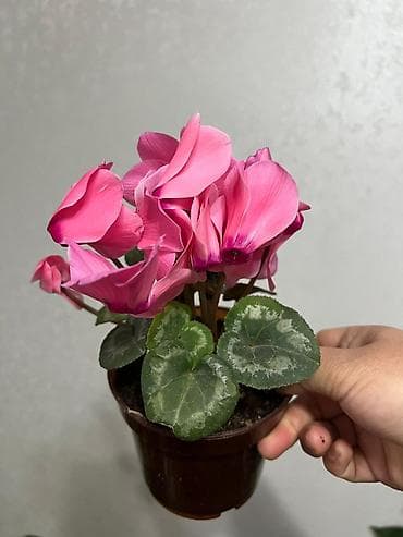 купить комнатные цветы в бишкеке дёшево: Комнатные растения в горшках: 1) Спатифиллум (женское счастье) - — 4