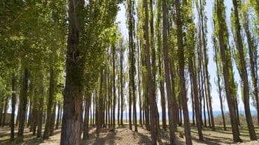 дом за 20000 долларов: Дом, 120 м², 5 комнат, Собственник — 6