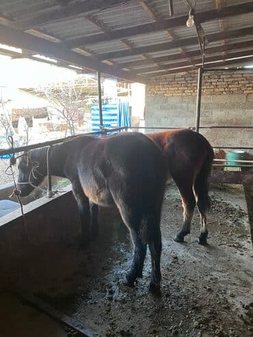 племенные коровы молочные купить: Продаю | Жеребенок | Для разведения — 5