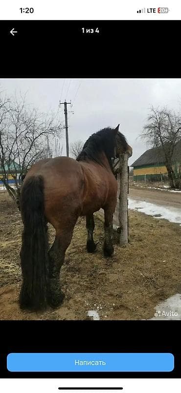 жумуш няня: Талап кылынат Малчы, Төлөм: Ай сайын — 1