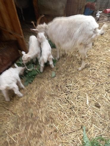 ласка животные: Продаю | Коза (самка) | Для разведения — 3