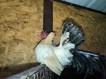 дакан шомо: На продажу кур петух карлики шабо — 4