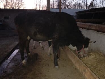 дойныйе коровы: Продаю | Бык (самец) | На откорм | Племенные — 4