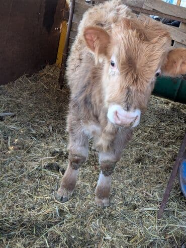 бычки ангусы: Продаю | Бык (самец) | Швицкая | На откорм — 8