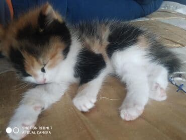 именные ошейники для кошек на заказ: Отдам в хорошие руки .Много играет,мало кушает. Ещё есть рыжий цвет,и — 9