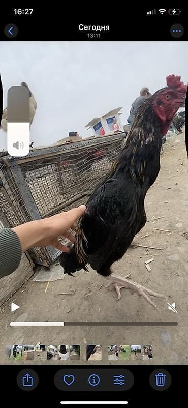 бельгийская авчарка: Продаю | Петух | Бойцовая | Для разведения — 1