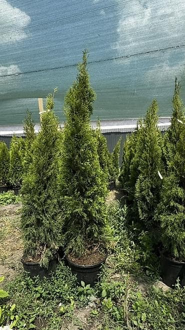 теплицы петуньи: Размеры:170/180 см 6700 сом :150/160 см 10200сом — 6
