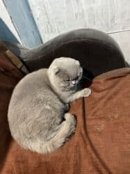 сколько стоит вислоухий котёнок: Скотиш Фолд (Шотландская вислоухая), 1 год, Мальчик, Лиловый, Приучена к лотку — 5