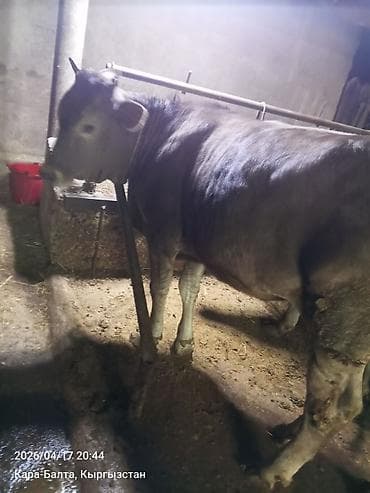продам корову: Продаю | Тёлка | На откорм | Привязанные — 8