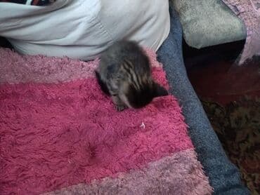 сиамская кошка цена бишкек: Кошка даром: Беспородная, 2 месяца, Мальчик, Приучена к лотку — 8