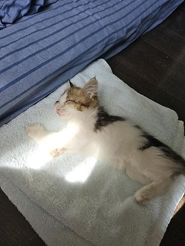 Отдам даром кошку: Кошка даром: Беспородная, 1 месяц, Мальчик, Метис, Приучена к лотку — 2