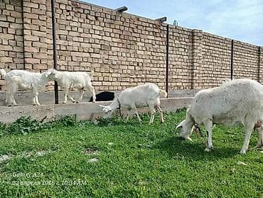 живые дрожи: Продаю | Коза (самка) | Для разведения | Котные — 5