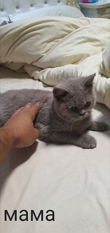 шатландский кошка: Шотландский вислоухий кот (указано: «папа») брон чистокровная — 2