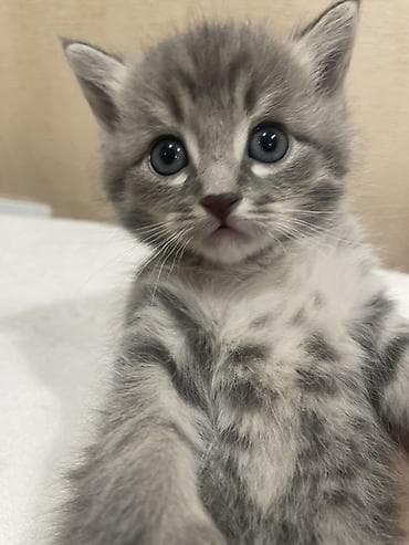 котяты: Кошка даром: Беспородная, 1 месяц, Мальчик, Метис — 1