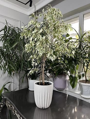 пести: Фикус Бенджамина в напольных кашпо - Два взрослых деревца в отдельных — 10