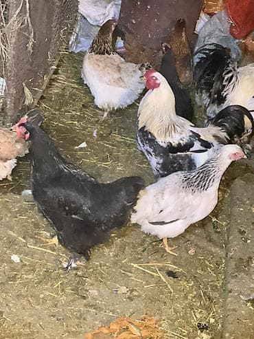 кремация животных бишкек: Продаю | Куры | Домашняя | Несушки — 8