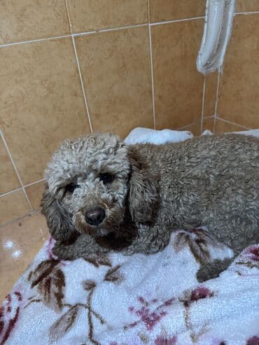 собаки пудели: Нашли щенка той-пудель
отдадим хозяину 
За Вознаграждение — 4