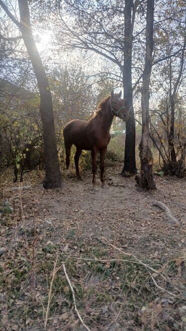 французкий бульдог цена: Продаю | Жеребец | Рабочий — 2